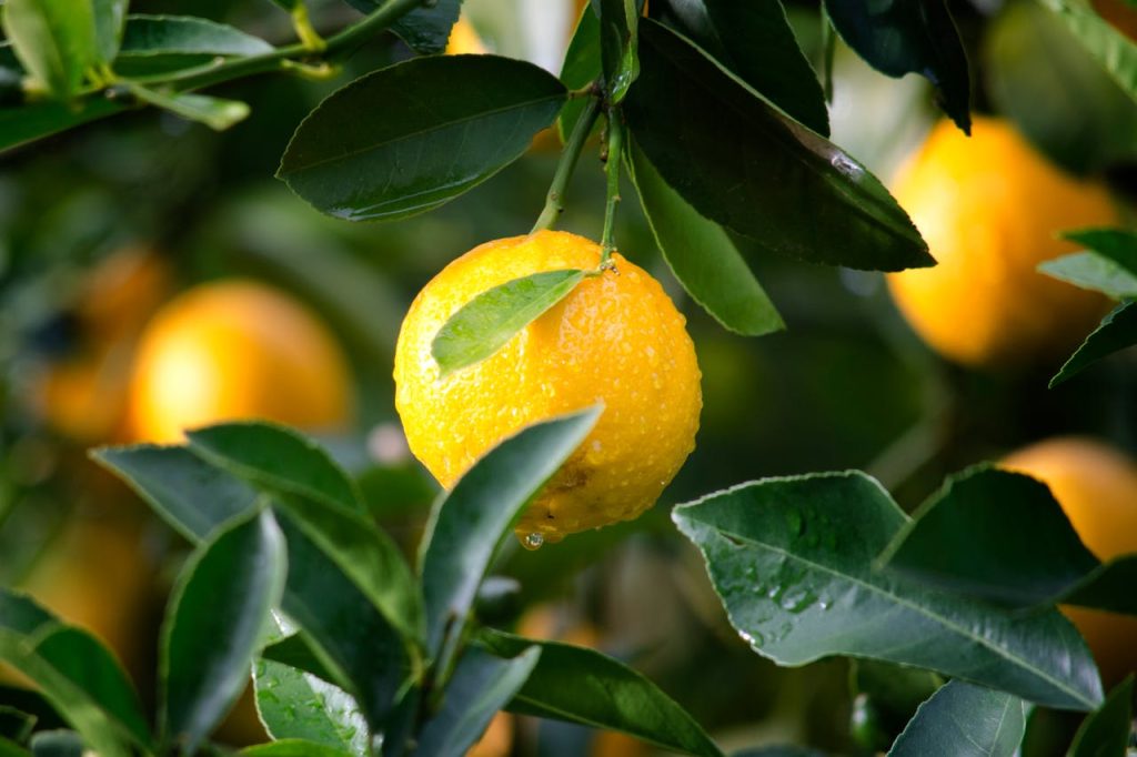 La dieta dei 7 limoni: mille proprietà per la tua salute e la tua bellezza